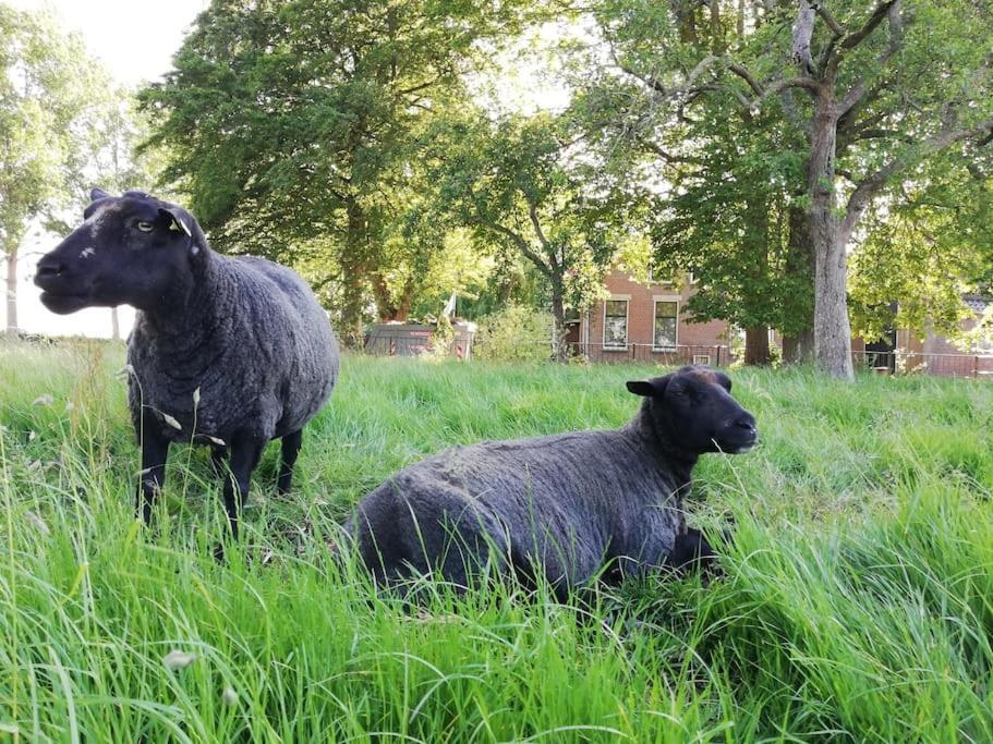 'T Winkeltje - Vakantiehuisje Op Boerderij Huize Blokland Hem Extérieur photo