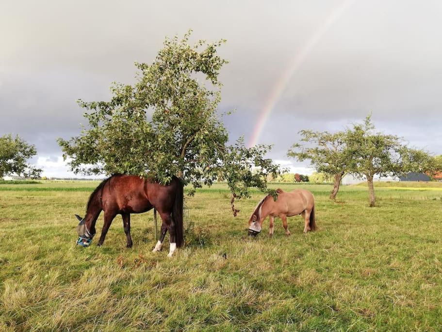 'T Winkeltje - Vakantiehuisje Op Boerderij Huize Blokland Hem Extérieur photo